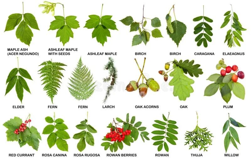 Collection of Natural Fresh Twigs with Leaves Stock Photo - Image of name, fresh