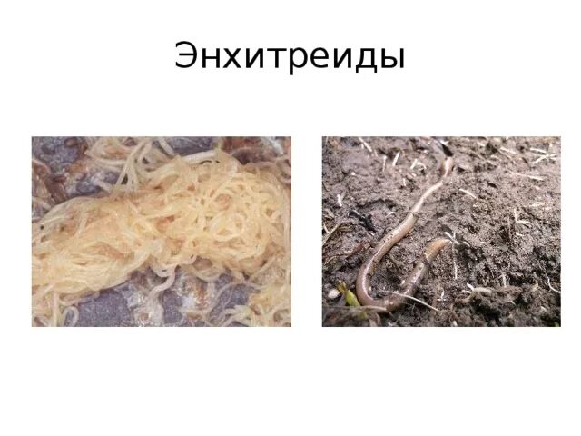 Нематоды относятся к почвенной фауне. Нематоды энхитрей. червь нематода земляной. энхитреи личинки.