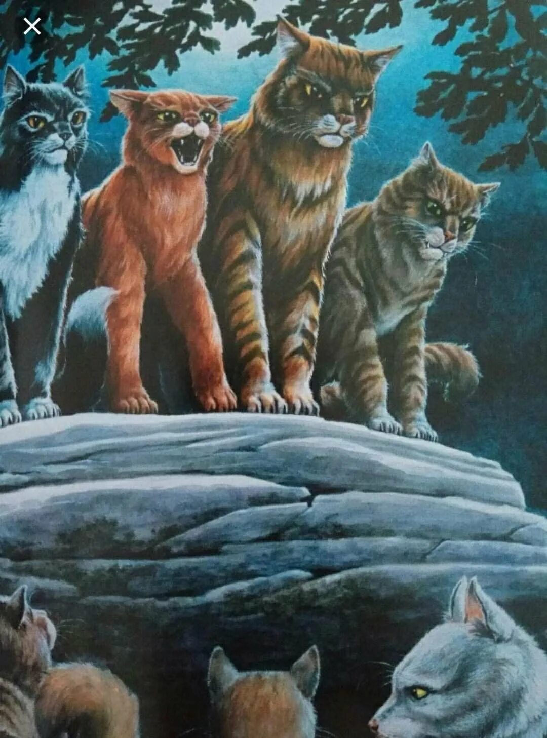Коты воители 4. Коты воители алозвёзд. коты воители грозовое племя. коты воители огнезвёзд звёздное племя. коты воители коты грозового племени.
