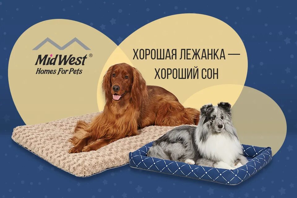 Сон собаки выражение. Собачьи сны. собаки видят сны. приснилась собака.