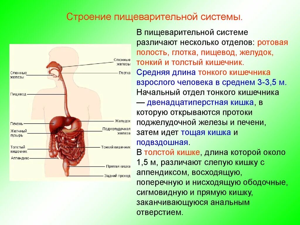 Функции отделов пищеварительной системы кратко. Органы пищеварения особенности строения и функции. Признак строения и функция и орган пищеварения. Функции пищеварительной системы анатомия. Пищеварительная система характеристика кратко