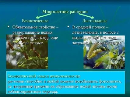 Почему зеленые растения относятся к
