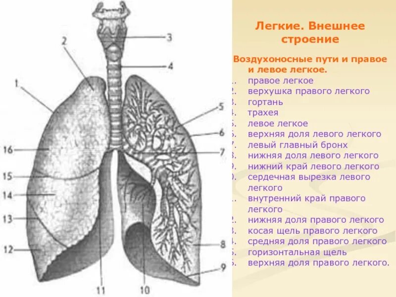 Легкие положение функции