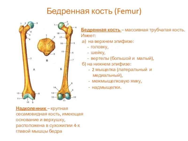 Кость где бедро. Проксимальный эпифиз бедренной кости. Верхний проксимальный эпифиз бедренной кости. Дистальный эпифиз бедренной кости. Строение бедренной кости анатомия.