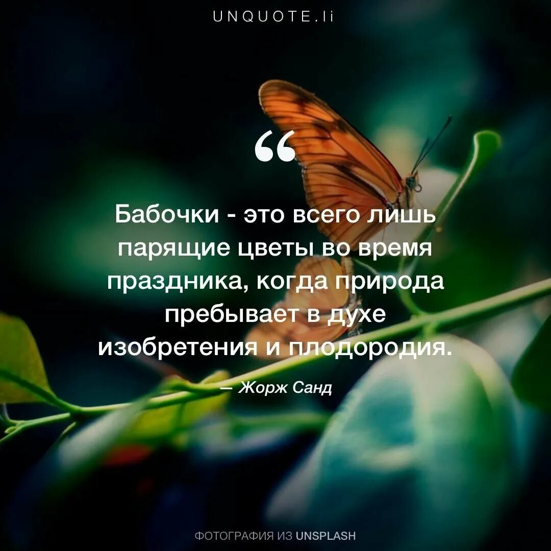 Высказывания про цвета. Афоризмы про бабочек. высказывания про бабочек. красивые афоризмы про бабочек. цитаты про цветы.