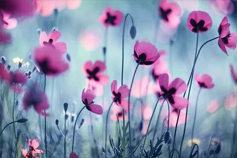 But flowers
