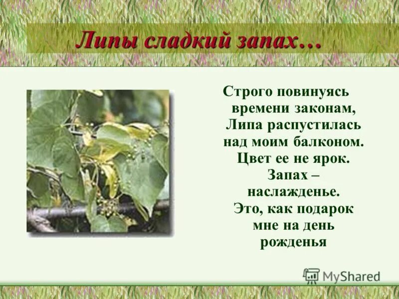 Песня свежий запах лип. Пахнут липы сладко ахматова. пахнут липы сладко стих. запах липы. веют липы сладко.