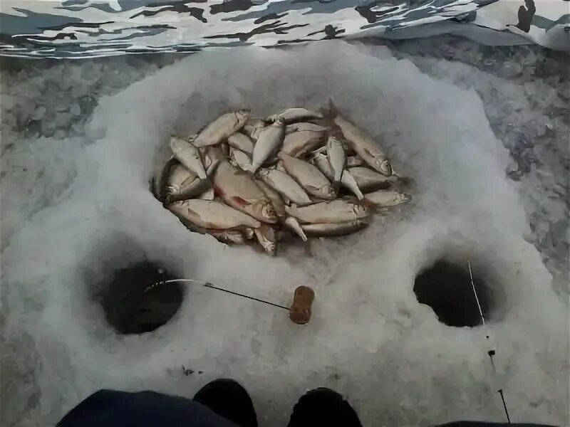 Вести с водоёмов сайт новосибирских рыбаков. Вести с водоёмов сайт новосибирских рыбаков 2022. Вести с водоёмов сайт новосибирских рыбаков сегодня Затон. Как проехать на рыбалку на Лесоперевалке.