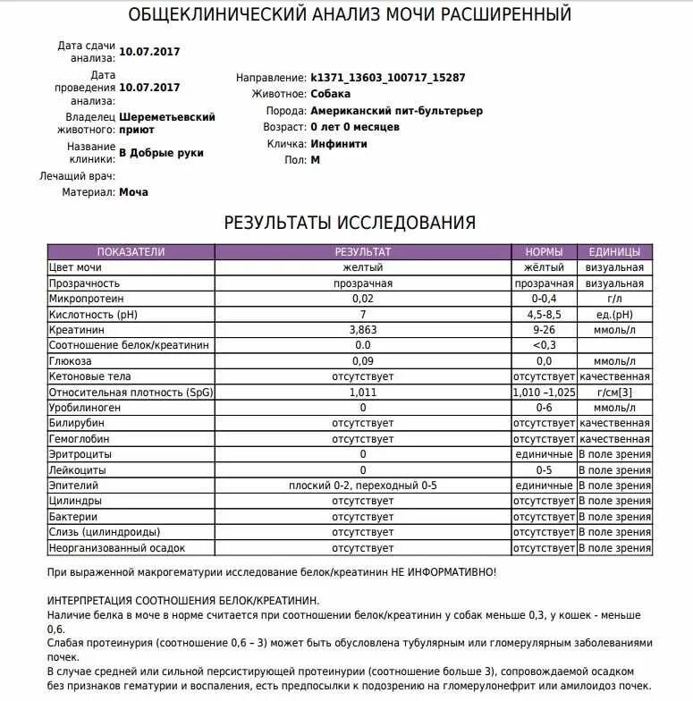 Как поднять общий белок. Общий анализ белка в моче при беременности норма. Белок в анализе моче норма у мужчин. Показатели белка в моче норма таблица. Белок в моче расшифровка анализа.