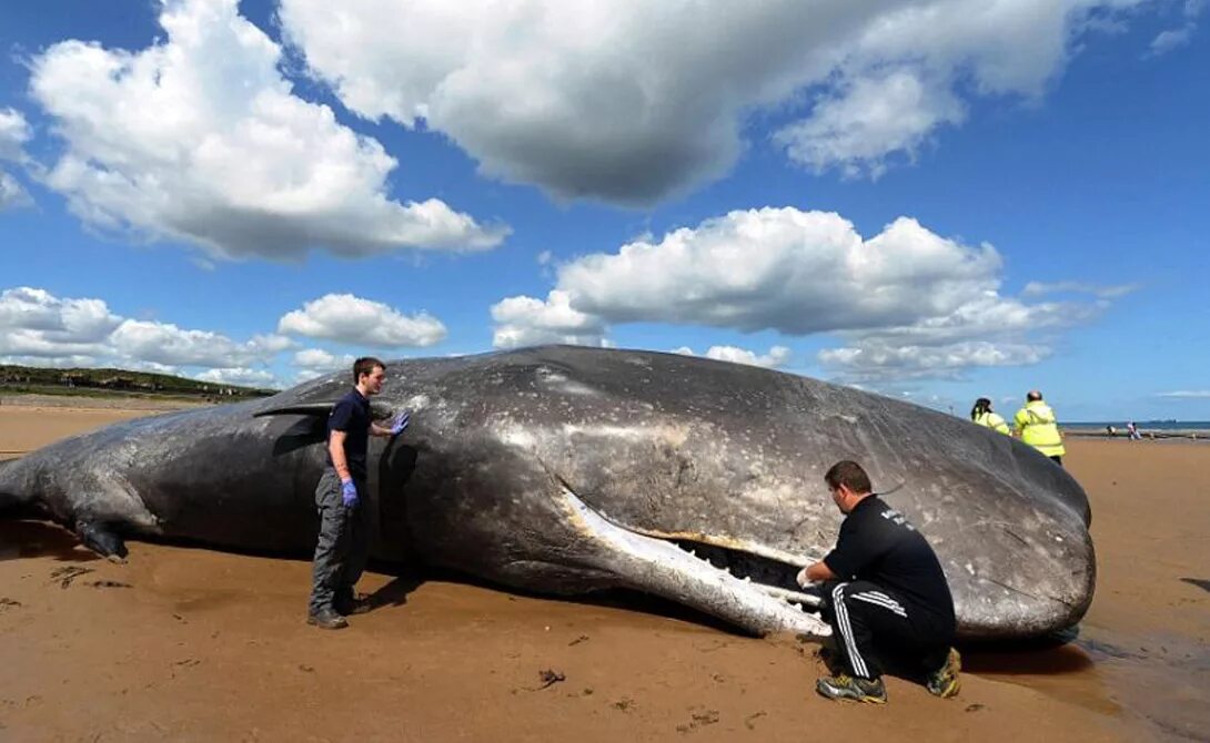 самый велик