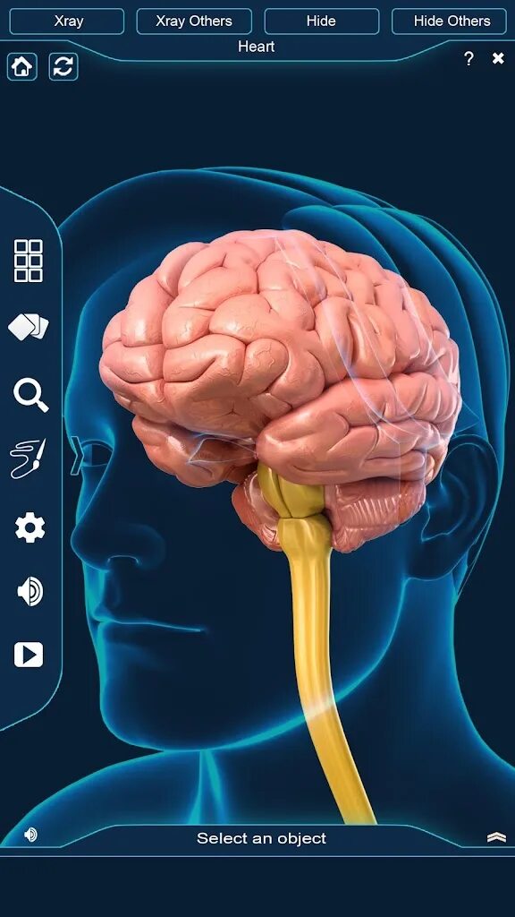 Brain Anatomy. Модель мозга лазерная.