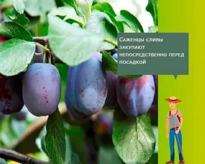 Слива красавица описание сорта фото отзывы