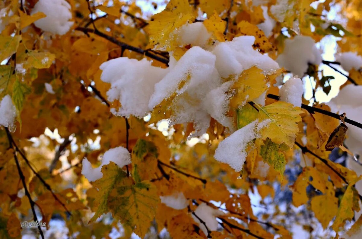 Снег в сентябре какая. Клен в снегу. Осенние деревья под снегом. Первый снег. Желтые листья и снег.