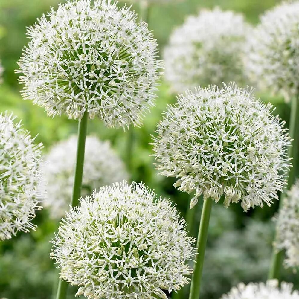 Аллиум декоративный лук. Луковичные аллиум. Allium 'Mont Blanc'. Гавриш аллиум. Аллиум хамелеон.