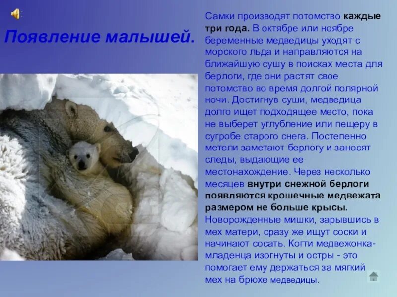 Белые медведи впадают в спячку или нет. Беременность медведицы. белые медведи впадают в спячку. белый медведь беременность.