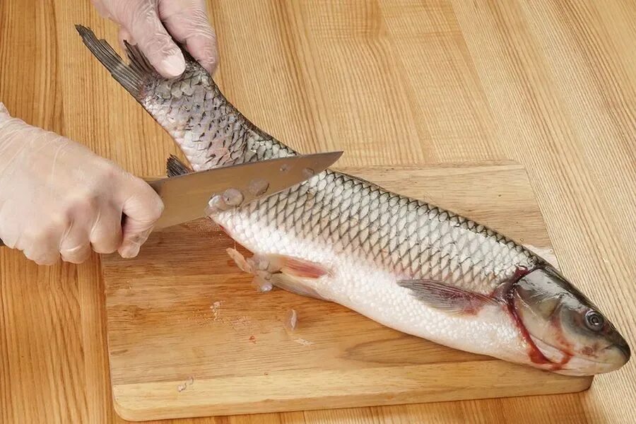 Белый амур рыба мясо. Белый амур рыба. Белый амур рыба копченая. Белый амур костлявая. Рыба белый амур костлявая или нет.