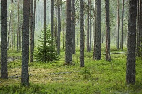 Время работы лес