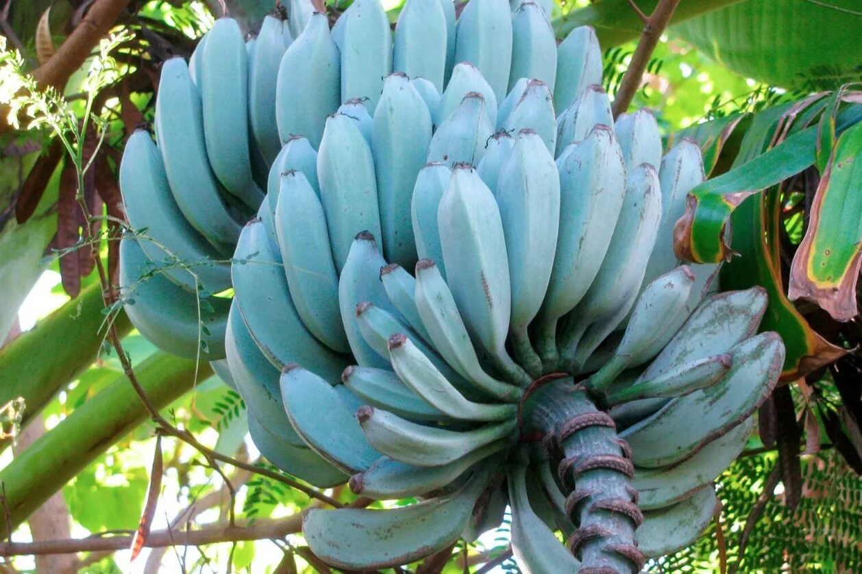 Blue banana. Настольная игра piatnik синий банан. Бананы голубого цвета. Сорт банана голубая ява. Голубая ява банан.