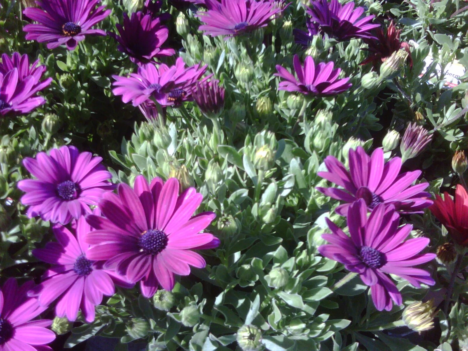 Остеоспермум акила. Остеоспермум отзывы. Остеоспермум капская маргаритка многолетняя. Остеоспермум отзывы. Остеоспермум "акила" f1 сансет шейдс.