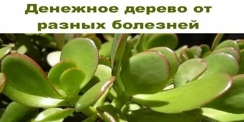 Денежное дерево вред и польза для человека