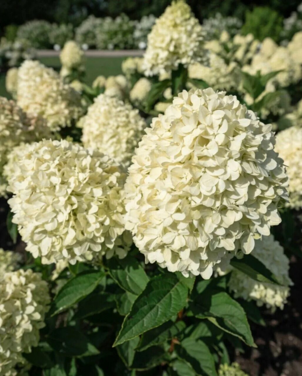 Гортензія "Cotton Cream" Еко Країна магазин декоративних і плодових рослин