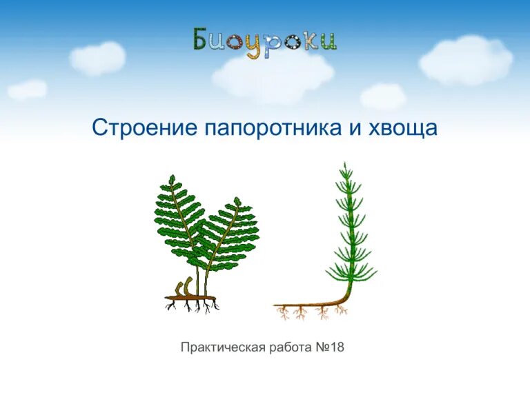 Практическая работа строение папоротника