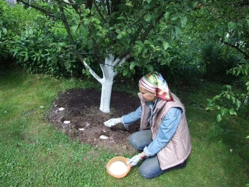 Приствольный круг яблони. Удобрение яблони в приствольный круг. Плодовый сад приствольный круг. Приствольный круг для деревьев.