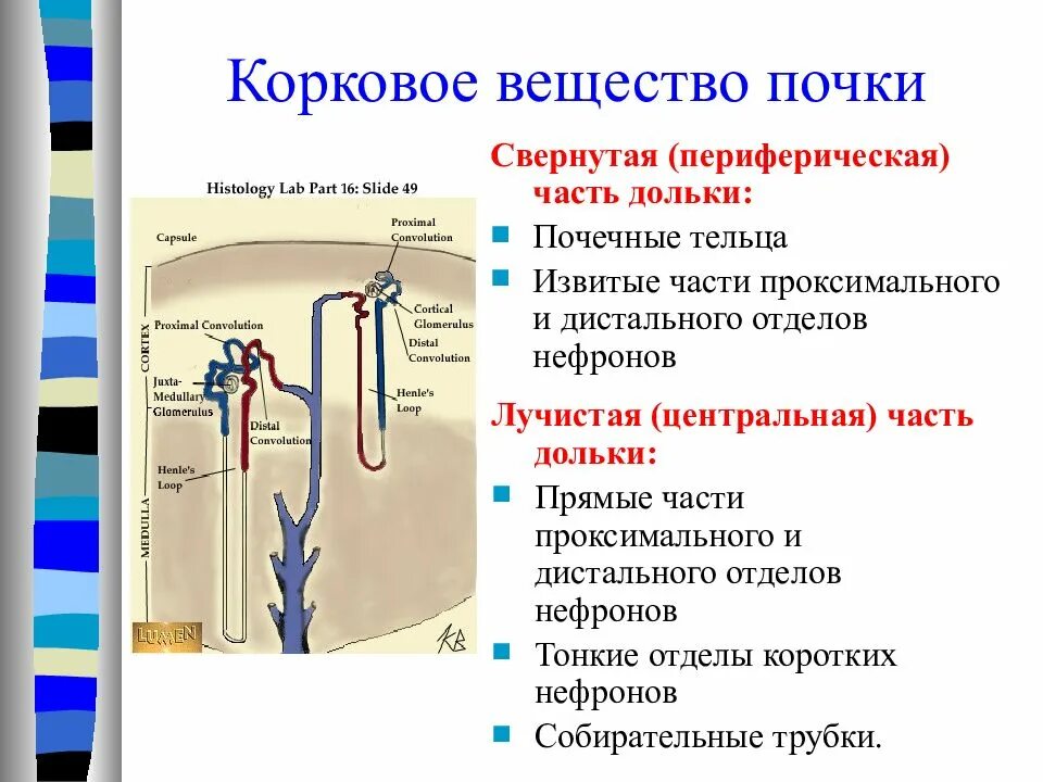 Корковое вещество почки функции. Части коркового вещества почки. Строение коркового вещества почки. Функции коркового вещества почки. Строение коркового и мозгового вещества почки.