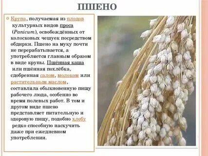 Из какого зерна изготавливается. Из какого зерна изготавливается