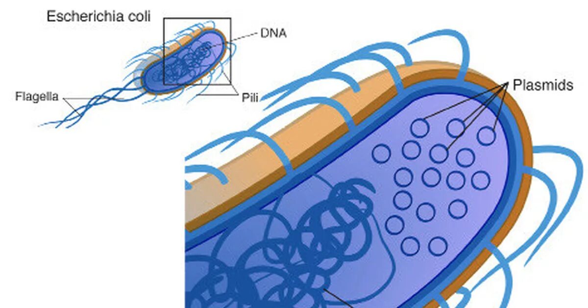Бактерия замкнутая днк. Строение бактерии плазмида. Строение плазмиды бактерий. Плазмидная ДНК бактерий. ДНК В бактериальной клетке.