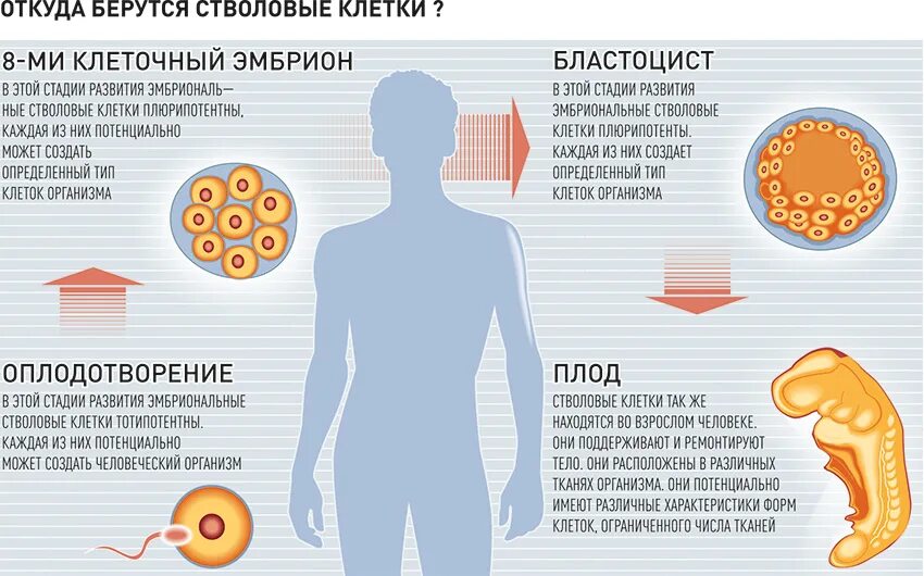 Сколько стволовых клеток. Стволовые клетки человека. Стволовые клетки взрослого организма. Особенности эмбриональных стволовых клеток. Где в организме стволовые клетки.