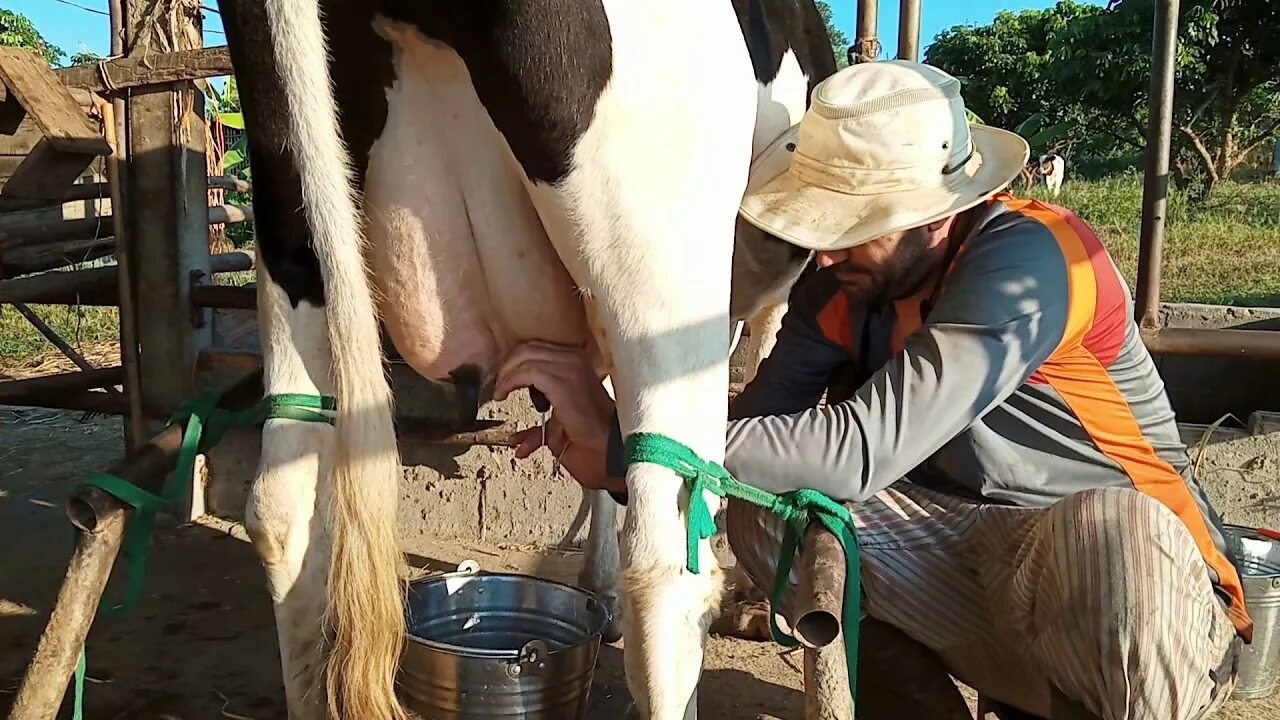 Дойка сама. Ручная дойка коровы. Приспособление для доения коровы. Приспособа для доения коров. Приспособления для ног коровы для доения.