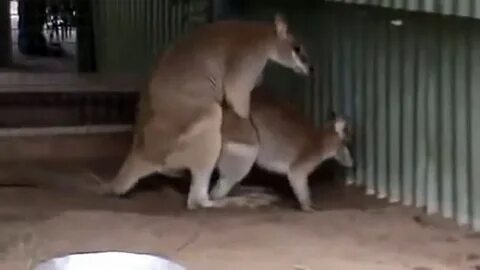 Dogs mating gifs