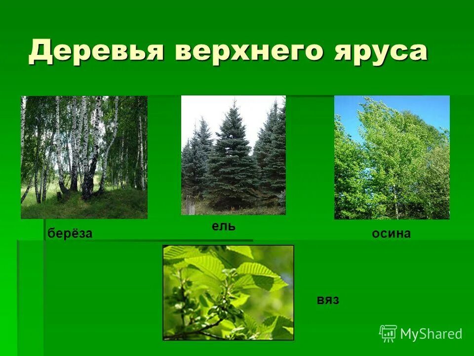 четвертый ярус лиственного леса. деревья 1 яруса. ярусы леса схема. береза какой ярус леса. осина ярус леса.