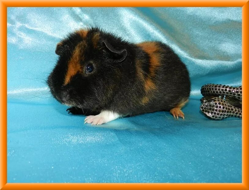 калифорнийская морская свинка золото. морская свинка купить в первомайском районе тамбовской обл. сколько стоят хомячки в чернигове на лей молдавский морская свинка. морская свинка трехцветная гладкошерстная. морская свинка в зоомагазине.