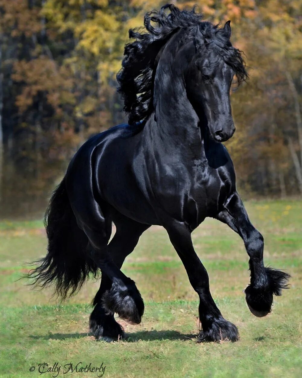 Фриз описание. Фриз Фризская лошадь. Пепельно Вороная лошадь. Фредерик Великий Фризская лошадь.