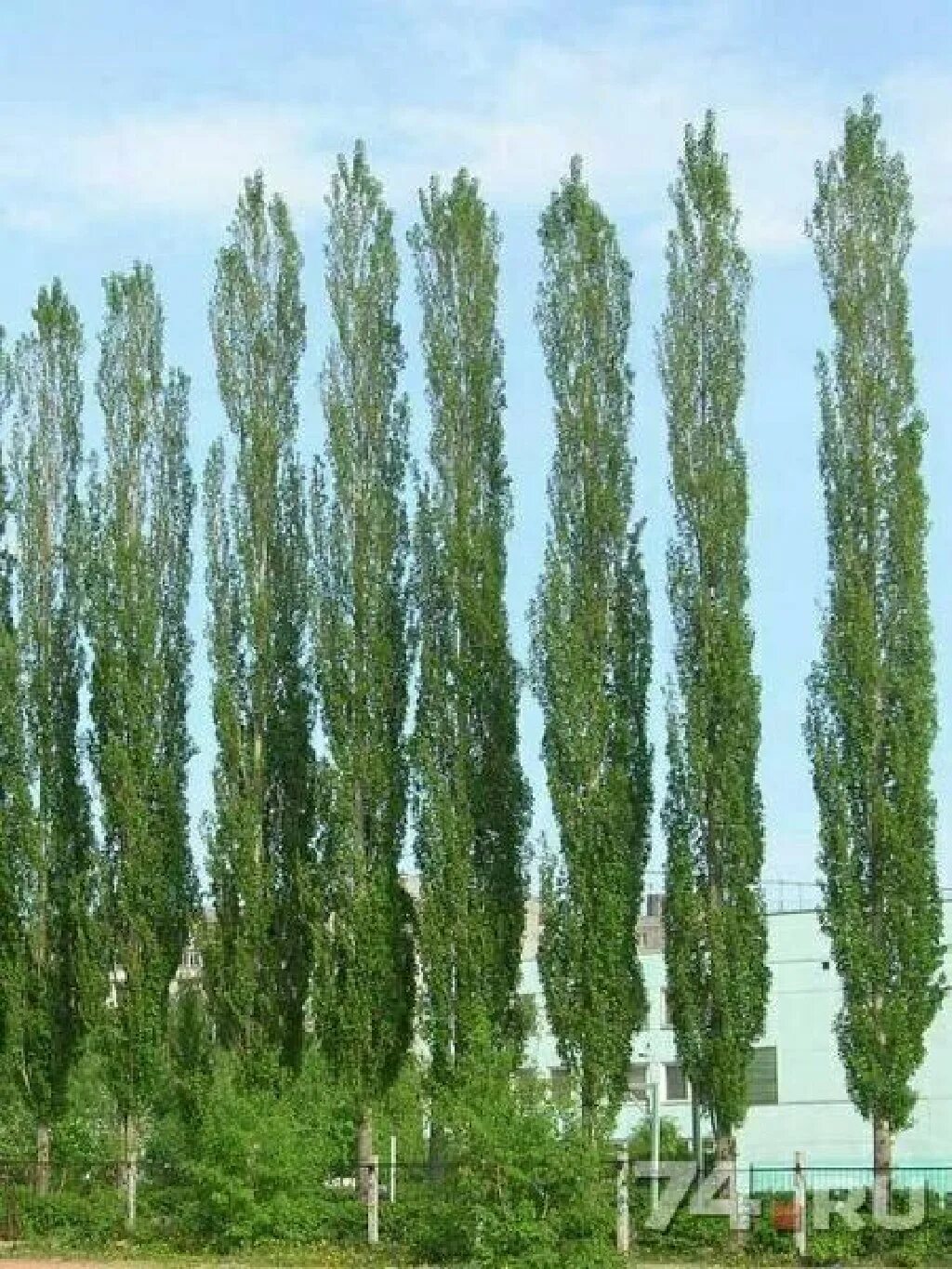 Тополя растущие вверх