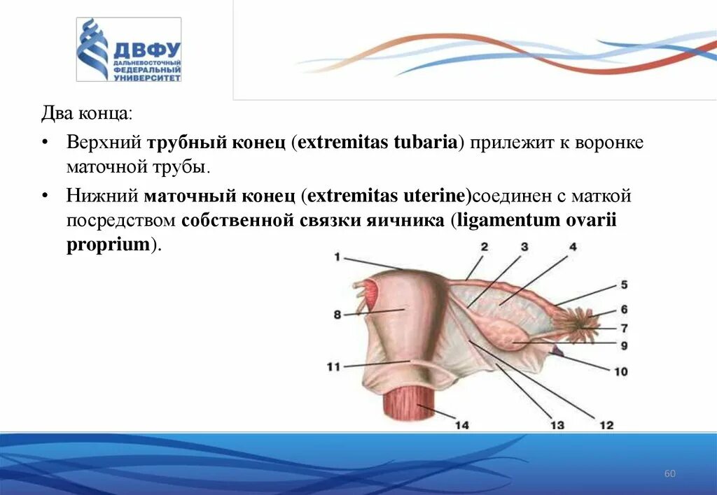 Связка подвешивающая яичник. Верхний трубный конец яичника. Широкая связка матки анатомия. Строение маточной трубы анатомия.