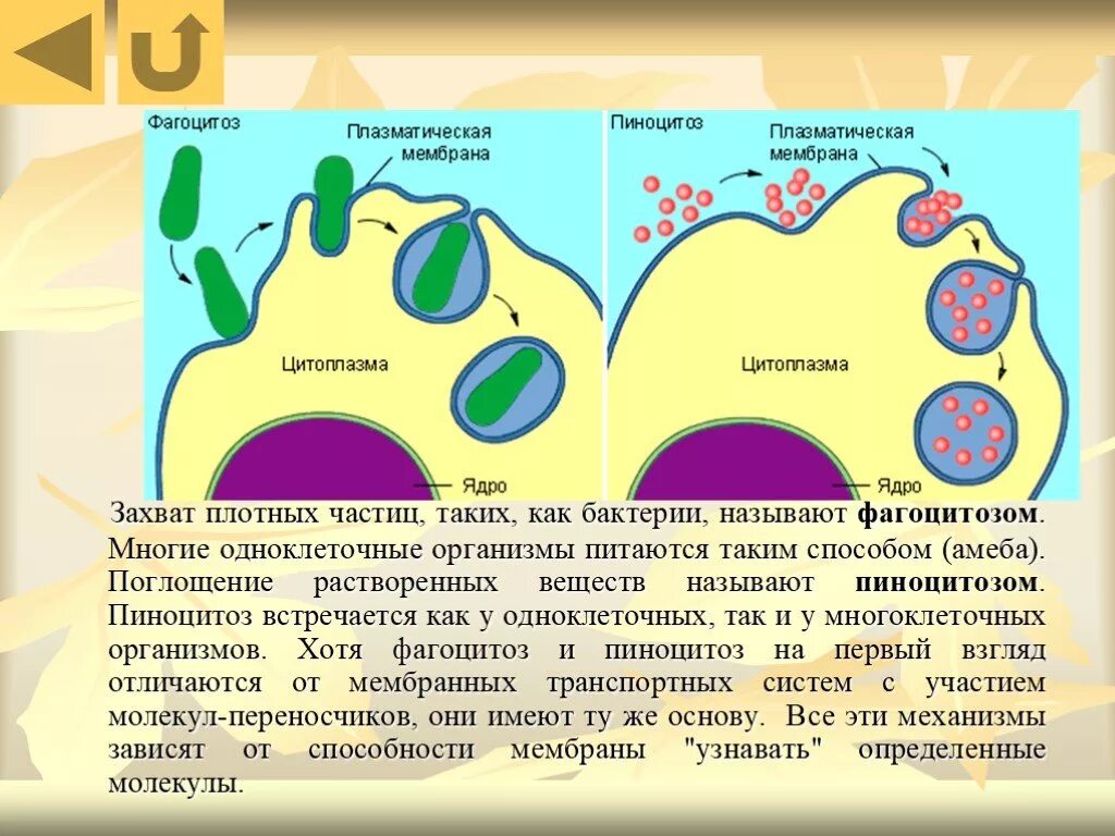 Каким способом осуществляется поглощение амебой клеток водорослей. Фагоцитоз пиноцитоз эндоцитоз экзоцитоз ЕГЭ. Процесс фагоцитоза и пиноцитоза. Схема фагоцитоза и пиноцитоза. Фагоцитоз и пиноцитоз.