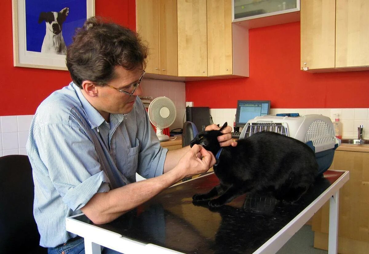 Чёрная кошка у ветеринара. Черный кот у ветеринара. Чёрный котёнок у ветеринара.