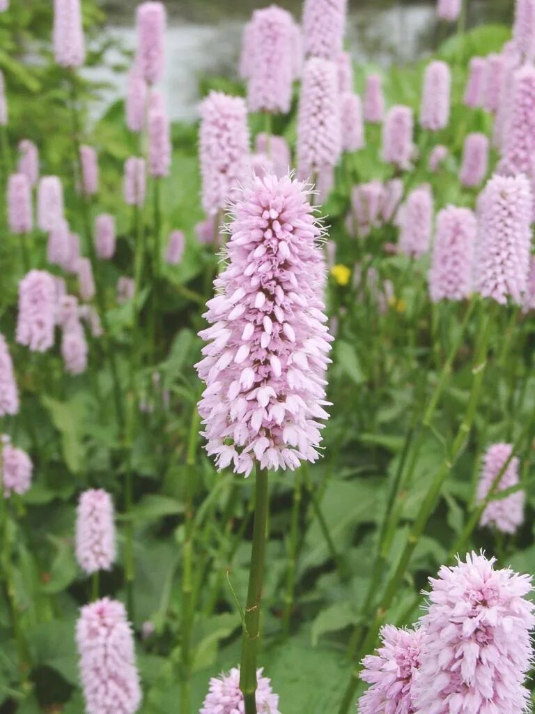 Горец змеиный 'superba'. Горец bistorta superba. Горец змеиный (Polygonum bistorta). Горец змеиный (Polygonum bistorta `superba`).