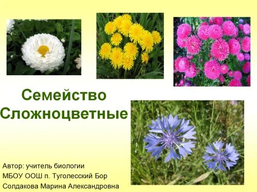 ядовитые растения семейства сложноцветные