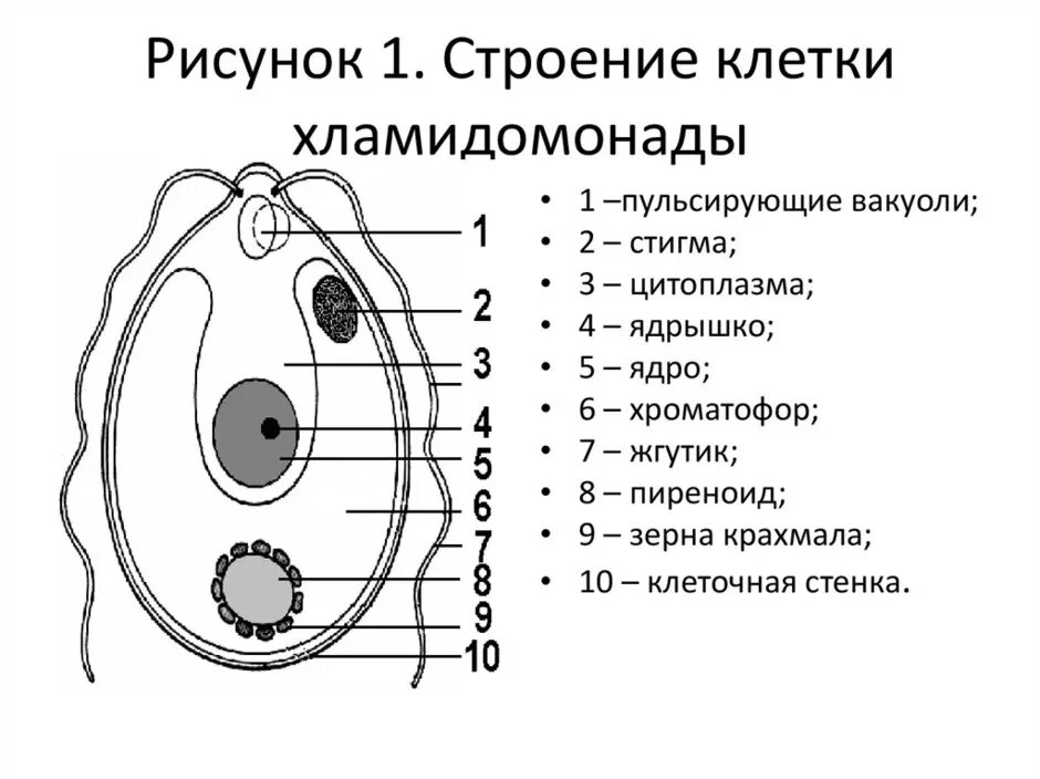 Строение клетки водоросли хламидомонады. Строение одноклеточной водоросли хламидомонады. строение водоросли хламидомонады схема. строение клетки chlamydomonas.