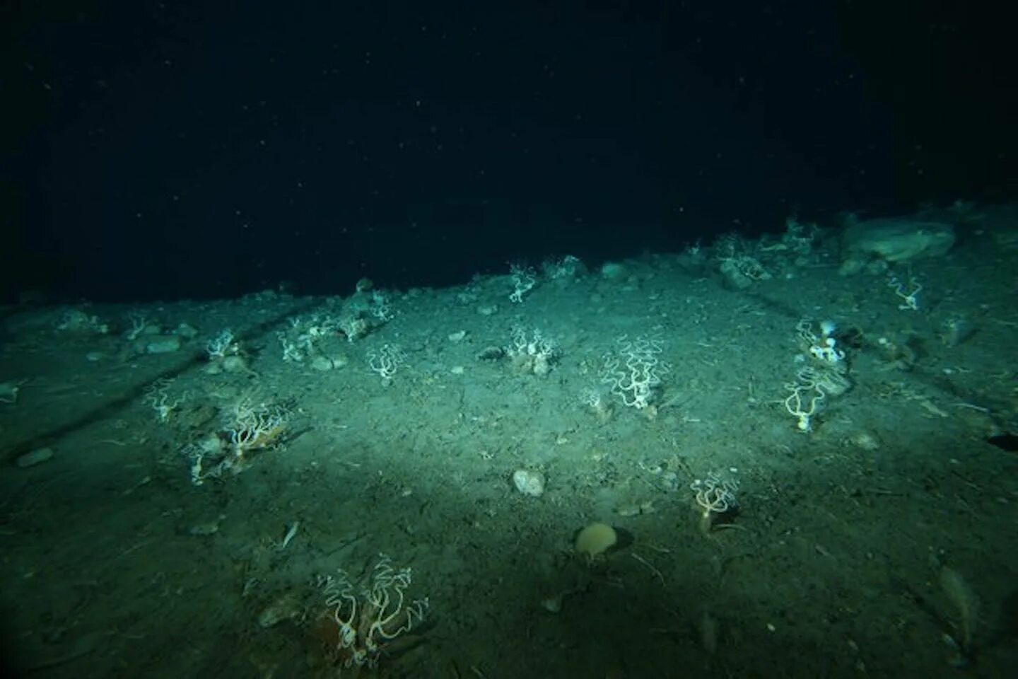 Глубоководное дно океана. Впадина черного моря. Дно океана. Страшное Морское дно. Темное дно океана.