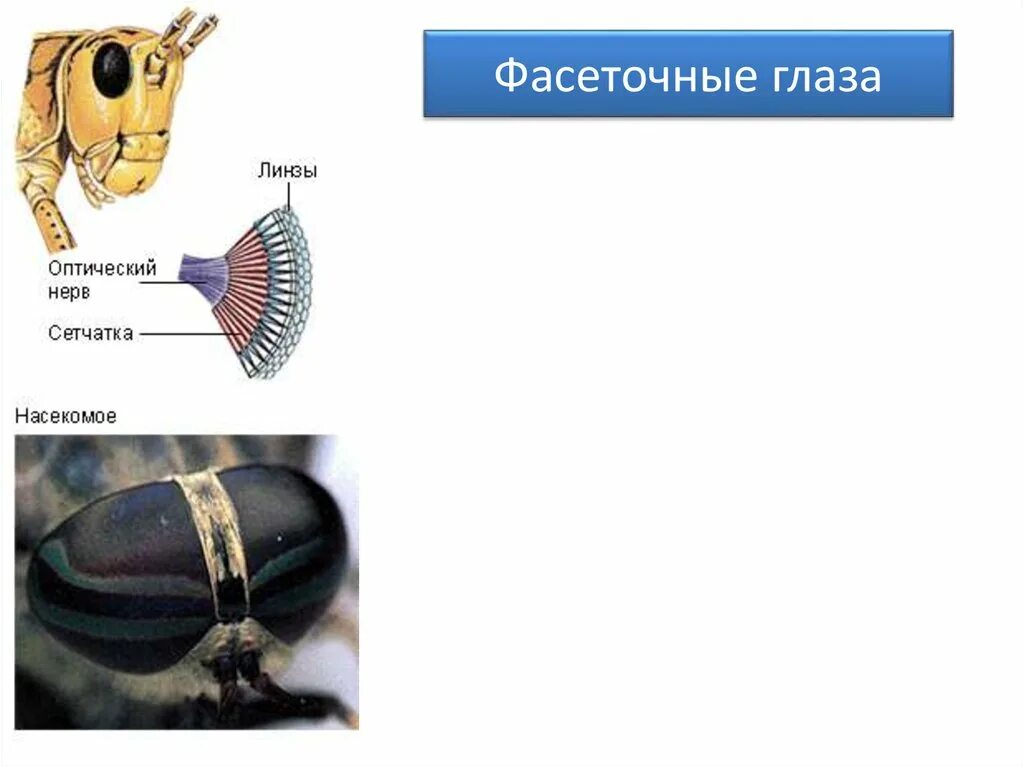 Фасеточные глаза. Зрение членистоногих. Фасеточный глаз членистоногих. Фасеточный глаз членистоногих. Фасеточные глаза майского жука.