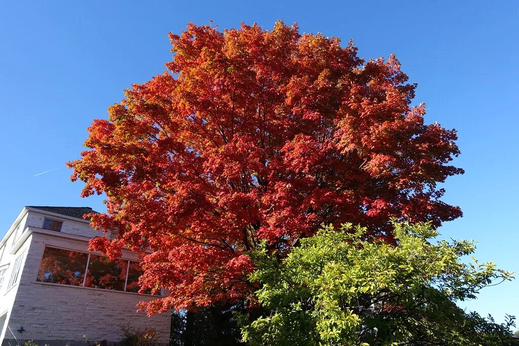 Maple tree