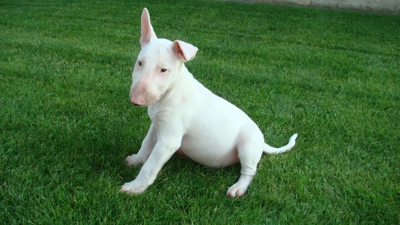 Big Fellow..... British bull terrier, English bull terriers, Bull terrier