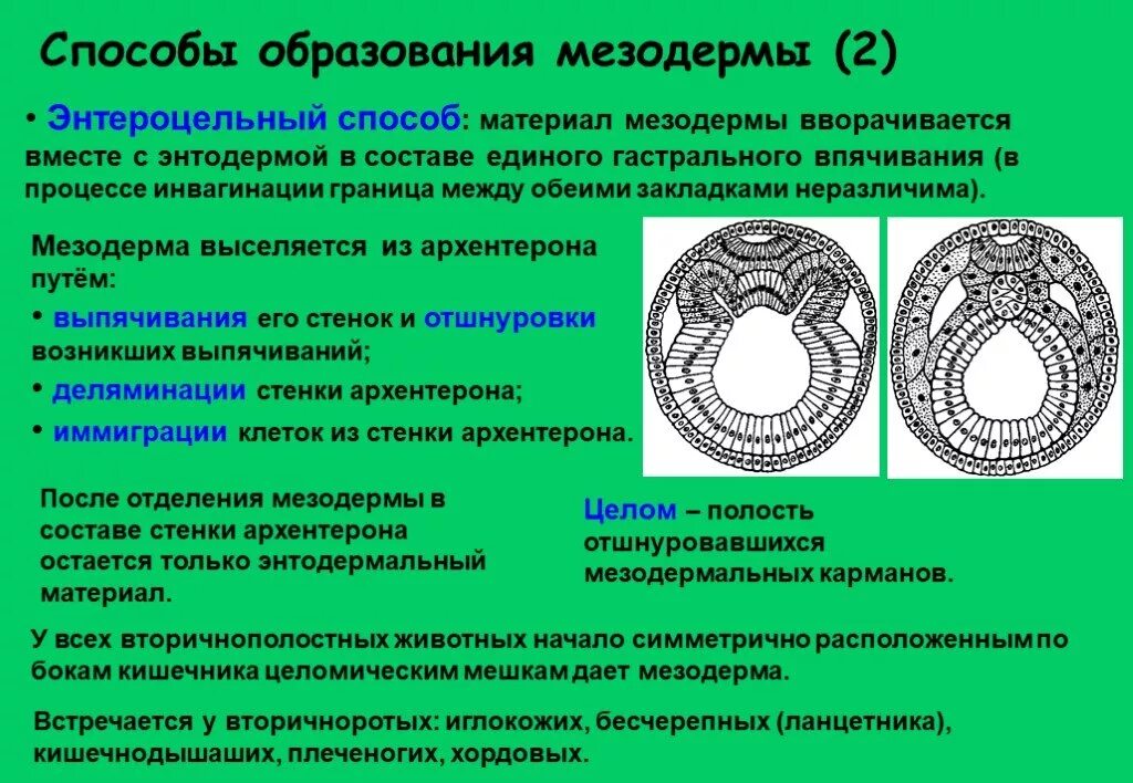 Способы образования мезодермы. Телобластический способ образования мезодермы. способы образования мезодермы 1. эктодермальный способ образования мезодермы.