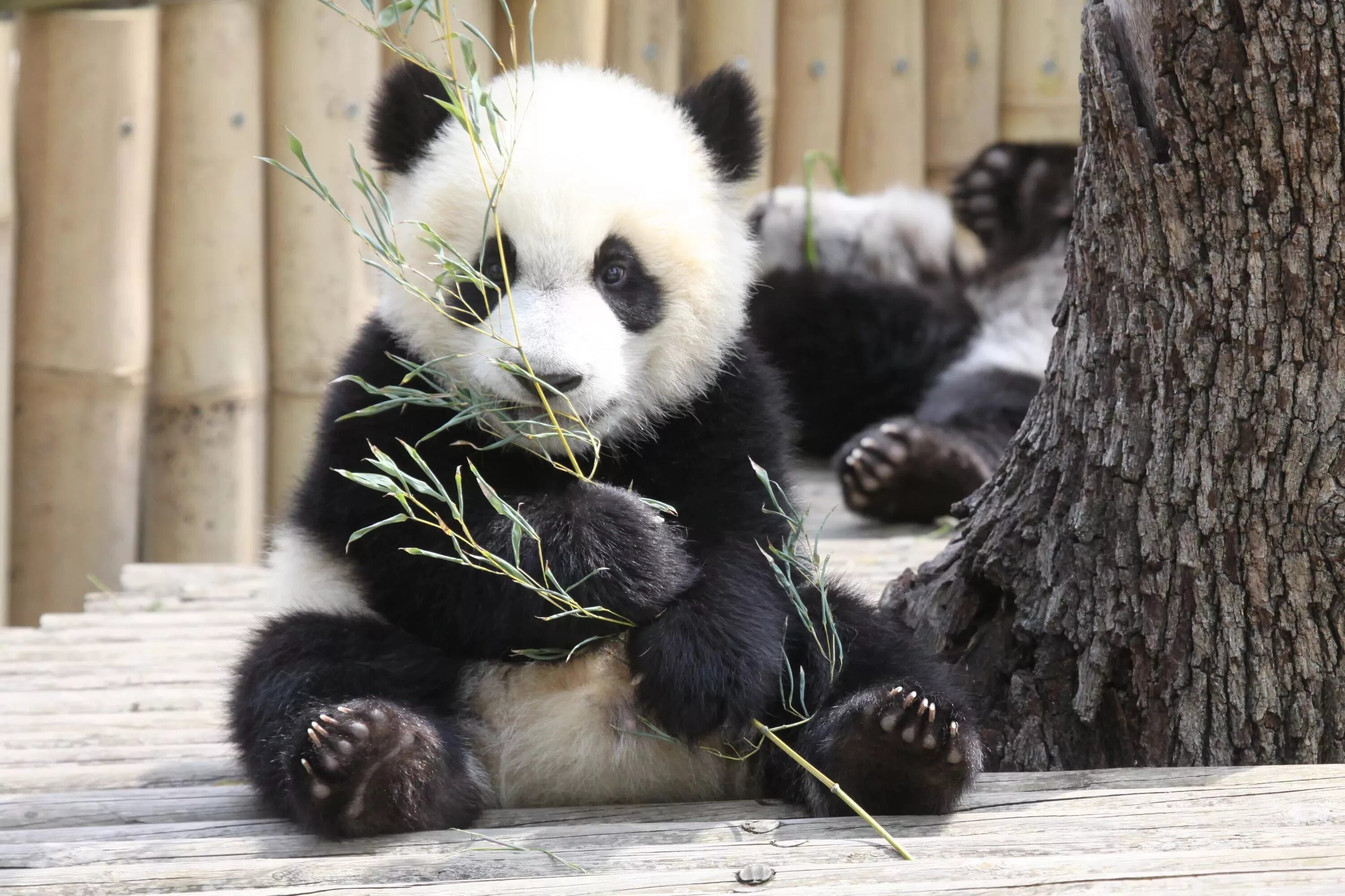 Большая Панда. Giant Pandas. Панда или бамбуковый медведь. Панда это медведь или енот. Картинка милой панды