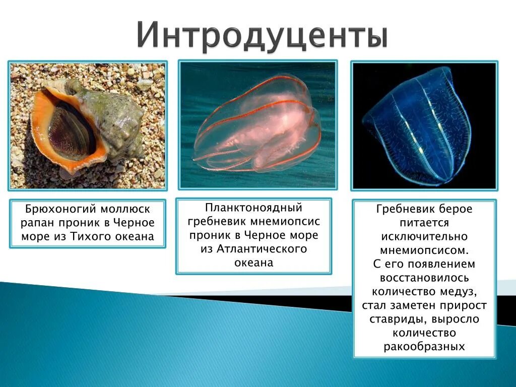 Интродуценты это